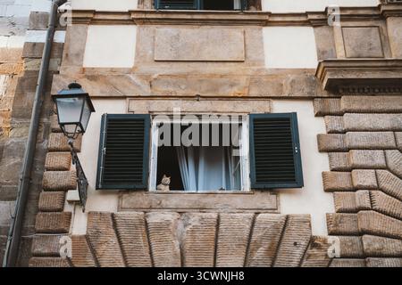 Un gatto siede attentamente sul davanzale di un edificio storico con persiane aperte. I mattoni e i dettagli architettonici esaltano l'intramontabile chara Foto Stock
