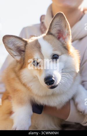 Primo piano di una ragazza che tiene in braccio un simpatico cane corgi Foto Stock