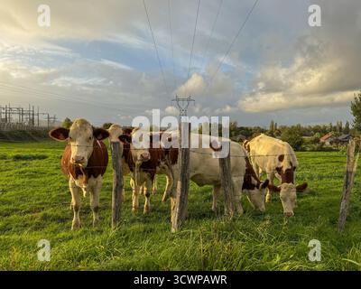 Una piccola mandria di mucche Monbeliarde pascolano pacificamente in un lussureggiante campo verde all'ora d'oro, le loro silhouette sono immerse nella calda luce del tramonto Foto Stock