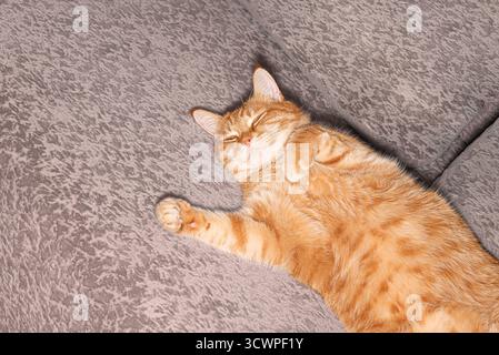 Gatto dello zenzero che dorme sul morbido divano beige, spazio fotocopie. Casa accogliente e concetto hygge. Foto Stock