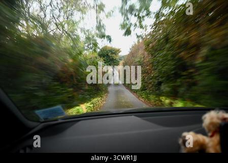 una stretta corsia di campagna si affaccia sul parabrezza di un'auto in movimento nel devon, inghilterra Foto Stock