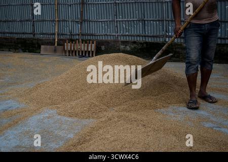 Lavoratori che asciugano risone presso la risaia di Ishwardi 2025 Foto Stock