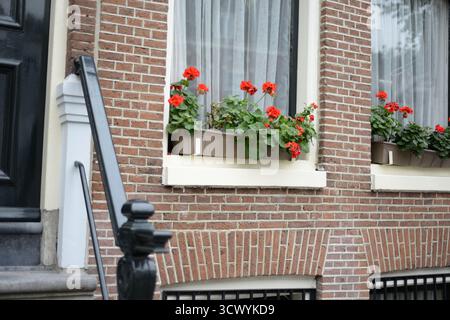 Un muro di mattoni di una tradizionale casa di Amsterdam con tende bianche e vivaci gerani rossi nelle finestre. Una ringhiera nera conduce all'ingresso. Foto Stock