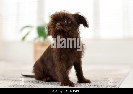 Simpatico cucciolo di Griffon su tappeto a casa, primo piano. Animali domestici Foto Stock
