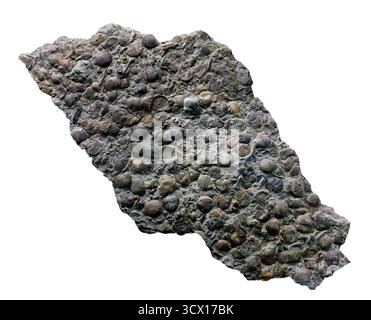 Rafinesquina alternata, brachiopode fossile slab, tardo periodo Ordoviciano (445–443 milioni di anni fa), formazione Waynesville, Adams County, Ohio, Stati Uniti. Foto Stock