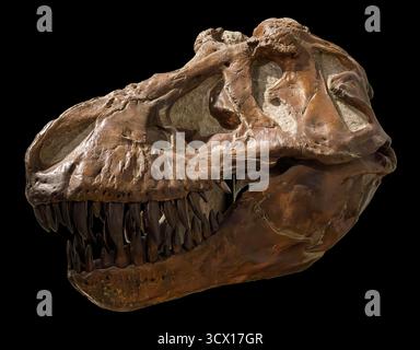 Cranio di Tyrannosaurus rex (T. rex), periodo del Cretaceo superiore (68–66 milioni di anni fa), esemplare fossile Foto Stock
