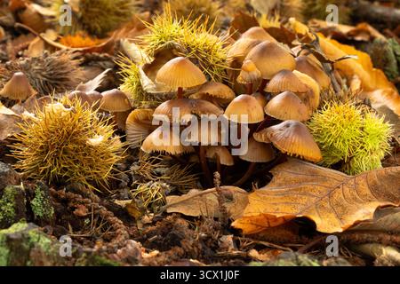 Macro primo piano scena autunnale di funghi clustered Bonnet (Mycena inclinata) con castagne dolci e foglie autunnali sul pavimento Woodland Foto Stock