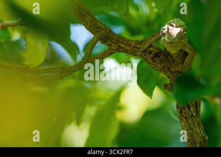 Il camaleonte di Parson (Calumma parsonii) si aggrappa a un ramo nella foresta pluviale del Madagascar, rivelando macchie di pelle appena sparita Foto Stock