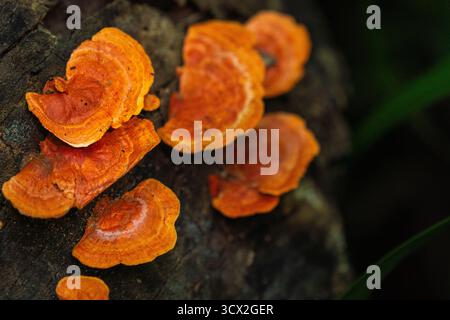 Il vivace fungo Cinnabar rosso-arancio (Pycnoporus sanguineus) cresce su un bosco in decomposizione nella foresta pluviale umida della penisola di Masoala, Madagascar Foto Stock