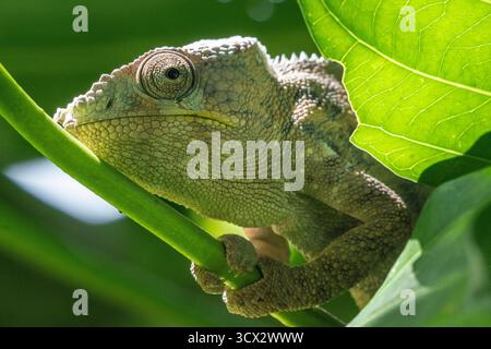 Il camaleonte di Parson (Calumma parsonii) si aggrappa a un ramo nella foresta pluviale del Madagascar, rivelando macchie di pelle appena sparita Foto Stock