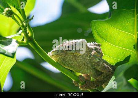 Il camaleonte di Parson (Calumma parsonii) si aggrappa a un ramo nella foresta pluviale del Madagascar, rivelando macchie di pelle appena sparita Foto Stock
