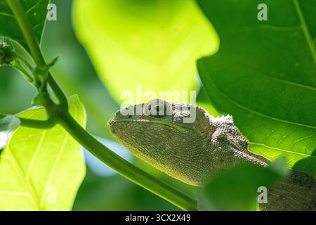 Il camaleonte di Parson (Calumma parsonii) si aggrappa a un ramo nella foresta pluviale del Madagascar, rivelando macchie di pelle appena sparita Foto Stock