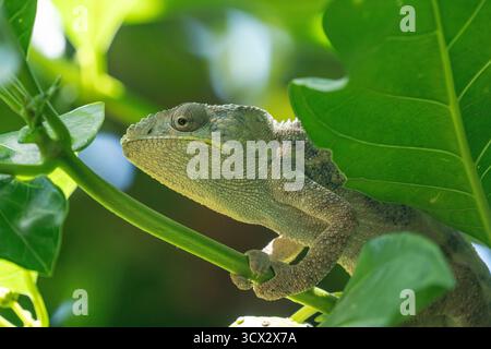 Il camaleonte di Parson (Calumma parsonii) si aggrappa a un ramo nella foresta pluviale del Madagascar, rivelando macchie di pelle appena sparita Foto Stock