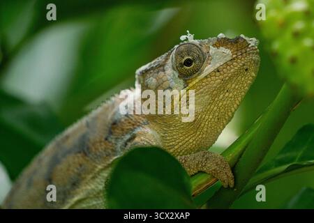 Il camaleonte di Parson (Calumma parsonii) si aggrappa a un ramo nella foresta pluviale del Madagascar, rivelando macchie di pelle appena sparita Foto Stock