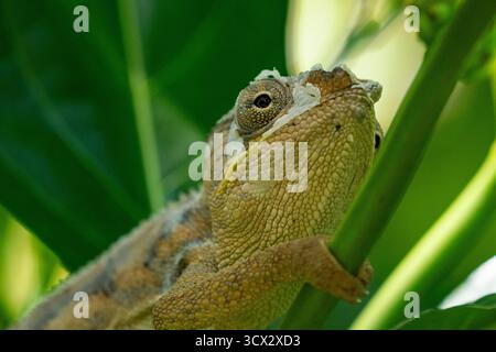 Il camaleonte di Parson (Calumma parsonii) si aggrappa a un ramo nella foresta pluviale del Madagascar, rivelando macchie di pelle appena sparita Foto Stock