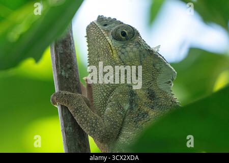 Il camaleonte di Parson (Calumma parsonii) si aggrappa a un ramo nella foresta pluviale del Madagascar, rivelando macchie di pelle appena sparita Foto Stock