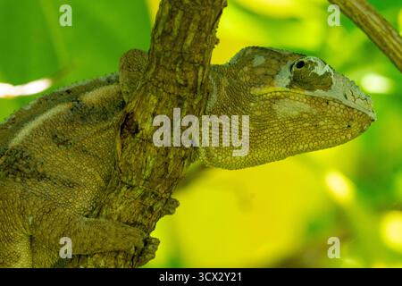 Il camaleonte di Parson (Calumma parsonii) si aggrappa a un ramo nella foresta pluviale del Madagascar, rivelando macchie di pelle appena sparita Foto Stock