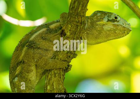 Il camaleonte di Parson (Calumma parsonii) si aggrappa a un ramo nella foresta pluviale del Madagascar, rivelando macchie di pelle appena sparita Foto Stock