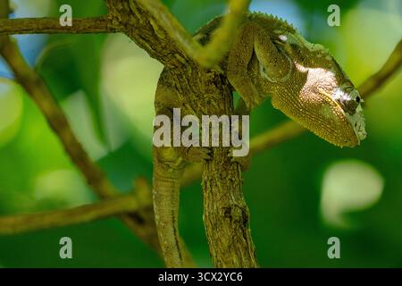 Il camaleonte di Parson (Calumma parsonii) si aggrappa a un ramo nella foresta pluviale del Madagascar, rivelando macchie di pelle appena sparita Foto Stock