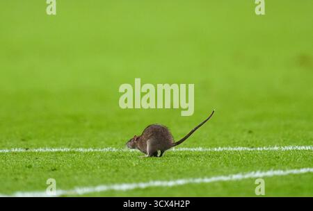 Un topo in campo durante la partita di qualificazione europea della Coppa del mondo FIFA al Cardiff City Stadium. Data foto: Lunedì 13 ottobre 2025. Foto Stock