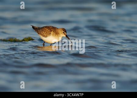 Curlew Sandpiper Calidris ferruginea piccolo uccello wader si riproduce sulla tundra della Siberia artica, in piedi nell'acqua blu e nutrendosi, svernando principalmente Foto Stock