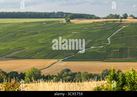 Filari verdi di vigneti che si estendono su colline ondulate definiscono il paesaggio agricolo rurale Foto Stock