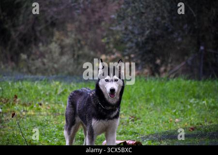 Ritratto di un felice Husky siberiano con bellissimi occhi blu che guarda la fotocamera mentre è in piedi sotto la pioggia. Adorabile cane di razza pura che si diverte con l'outdo Foto Stock