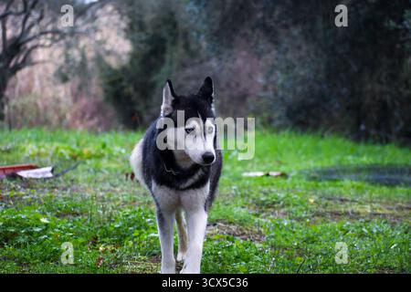 Maestoso Husky siberiano con gli occhi azzurri che camminano attraverso un prato verde bagnato. Ritratto di un bellissimo cane di razza pura in una passeggiata in campagna, Foto Stock