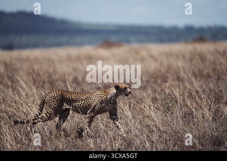 Sorprendente fotografia di fauna selvatica con ghepardi africani in Kenya. Catturate durante un safari attraverso le savane, queste belle immagini artistiche mostrano la velocità, Foto Stock