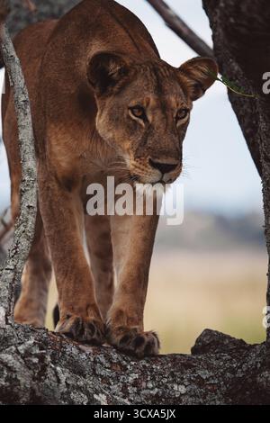 Foto artistiche di un maestoso leone africano, che cattura la bellezza, la forza e la grazia cruda del predatore più iconico dell'Africa orientale nel suo habitat naturale. Foto Stock