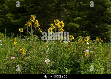 Girasoli nani delle Montagne Rocciose (Helianthella uniflora) in un campo con alcune rose selvatiche nelle montagne Flat Top del Colorado Foto Stock