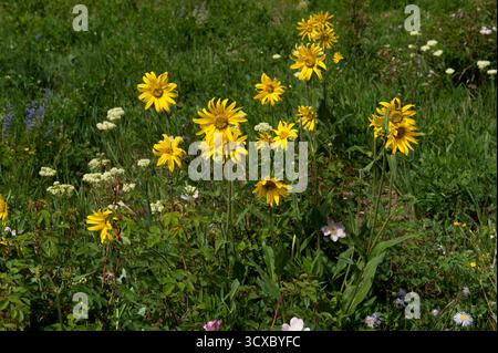 Girasoli nani delle Montagne Rocciose (Helianthella uniflora) in un campo delle montagne Flat Top del Colorado Foto Stock