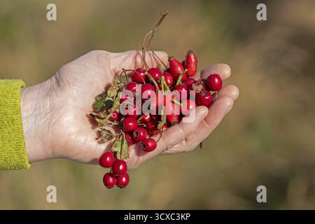Che tiene a mano bacche di spina nera (Prunus spinosa) e rosa anche, riserva naturale di uccelli Geltinger, Nieby, Schleswig-Holstein, Germania Foto Stock