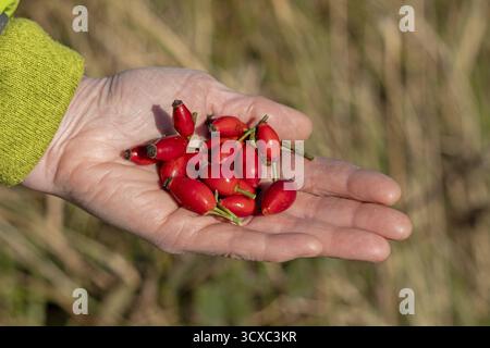 Mano che tiene i fianchi delle rose, riserva naturale Geltinger Birk, Nieby, Schleswig-Holstein, Germania Foto Stock
