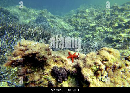 Mar Mediterraneo (asterias Rubens), sott'acqua, maiorca, baleari, spagna Foto Stock