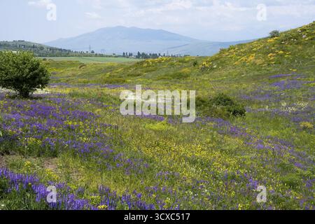 Colorato prato di fiori con fiori viola e gialli su dolci colline sotto il cielo blu sullo sfondo una montagna, colorato paesaggio di fiori vicino fa Foto Stock