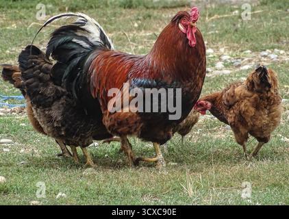 Rooster e delle galline accanto a lui Foto Stock