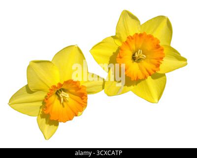 Narcisi fiori isolati su bianco. Narcissus pseudonarcissus Foto Stock