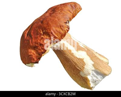Boletus edulis fungo isolato su bianco Foto Stock
