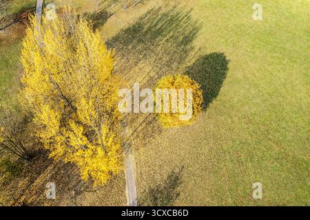 sentiero nel parco cittadino con alberi autunnali di colore giallo brillante nelle giornate di sole. vista aerea dal drone volante. Foto Stock