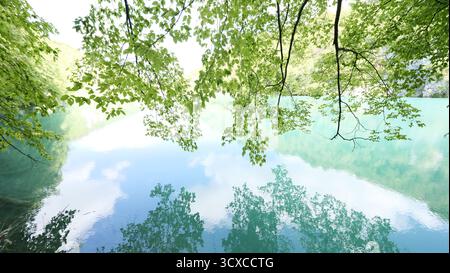 Rami sospesi sull'acqua con riflessi, foglie verdi appese su un lago calmo con riflessi del cielo blu che creano un'atmosfera tranquilla, laghi di Plitvice, Foto Stock