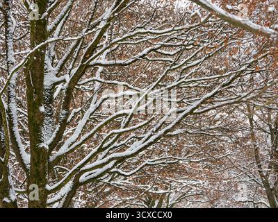 Rami innevati, alberi innevati con foglie autunnali rimaste sui rami, Monaco, Germania Foto Stock