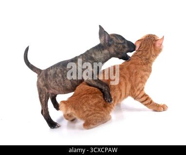 miniaturizzato bull terrier e gattino di fronte a sfondo bianco Foto Stock