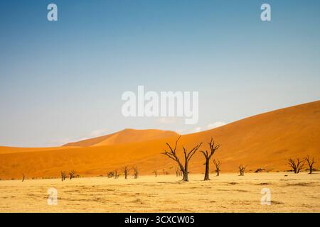 Big Daddy Dune e Deadvlei, Namibia, è una duna rossa torreggiante sopra gli antichi alberi di camelthorn morti di Deadvlei e la teglia di argilla bianca. Foto Stock