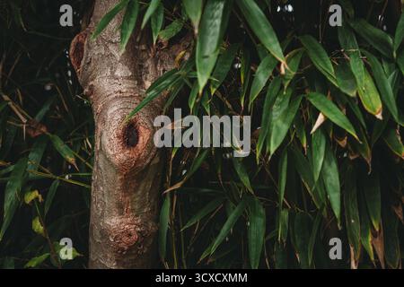 Tronco arboricolo con corteccia ruvida accanto alle foglie di bambù verde Foto Stock