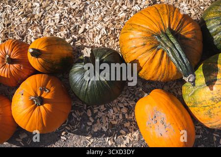 Vista dall'alto delle grandi zucche arancioni di diverse varietà in piedi su trucioli di legno alla luce del sole. Sfondo da cartolina autunnale brillante. Foto Stock