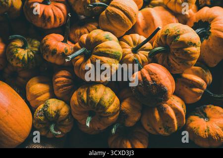 Mucchio di zucche arancioni fresche con gambi verdi in un ambiente naturale agricolo. Vivace sfondo autunnale. Foto Stock