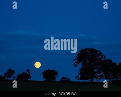 Luna piena che si innalza sopra alberi sagomati sotto un cielo notturno blu profondo Foto Stock