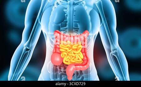 Anatomia del sistema digerente del corpo umano su base scientifica. illustrazione 3d. Foto Stock