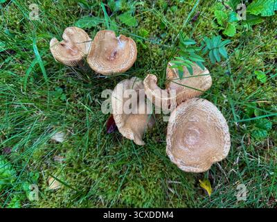 funghi selvatici che crescono nel cortile anteriore, funghi della foresta autunnali, funghi del giardino naturale Foto Stock